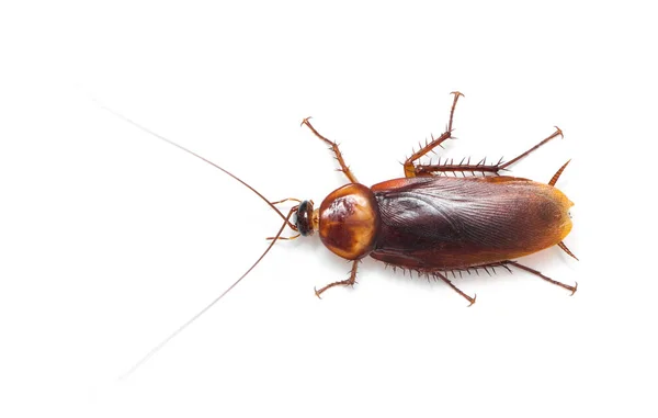 Cucaracha Aislada Sobre Fondo Blanco — Foto de Stock