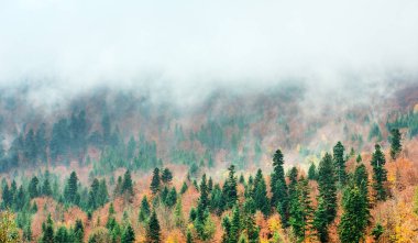 Karpat dağ güneşli manzara