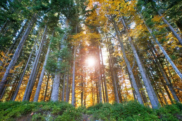 Foresta Autunnale Nella Giornata Sole — Foto Stock