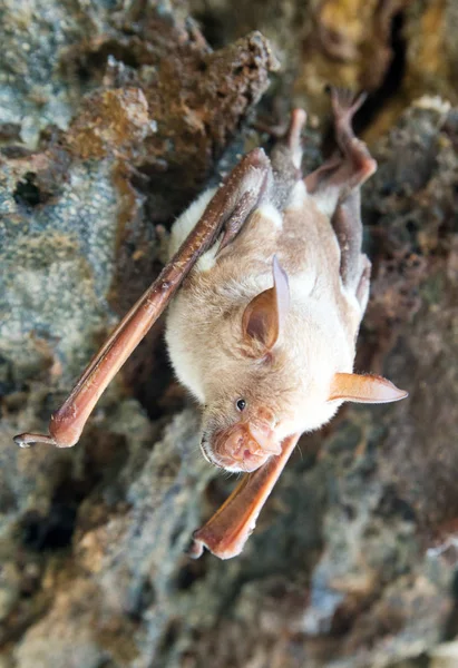 Vampire Bat Sleeping Cave Hanging Ceiling Period — Stock Photo, Image