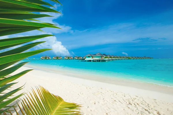 Playa Tropical Maldivas Con Pocas Palmeras Laguna Azul — Foto de Stock