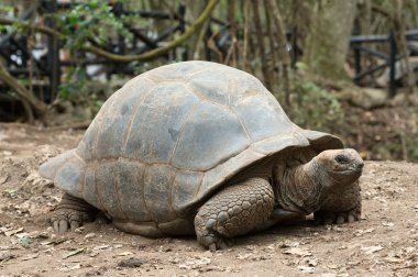 Galapagos kaplumbağası bir doğa rezerv