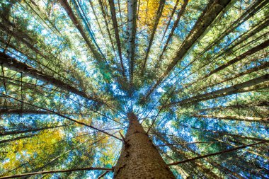 Güneşli bir günde sonbahar ormanı