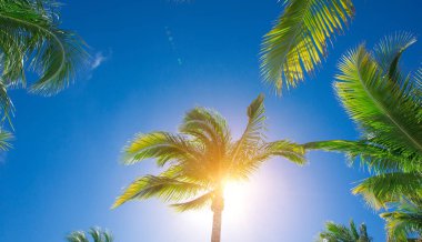 Hindistan cevizi palmiyeleri, güzel tropikal arka plan.