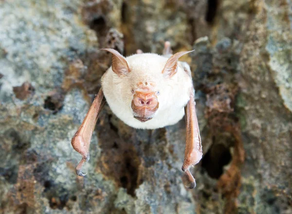 Murciélago Vampiro Están Durmiendo Cueva Colgando Período Techo — Foto de Stock