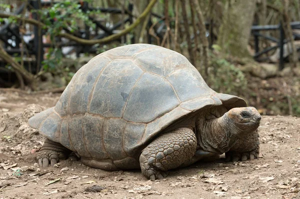 Galapagos Tortoise in a nature reserve — Stock Image Galapagos Tortoise Nature Reserve Royalty Free Stock Photos