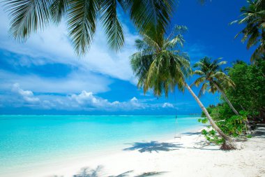Maldivler 'de birkaç palmiye ağacı ve mavi lagünü olan tropik plaj