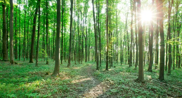 Forest Trees Nature Green Wood Sunlight Backgrounds — Stock Photo, Image