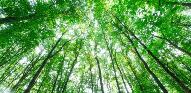 Orman ağaçları. doğa yeşil ahşap güneş ışığı arka planı