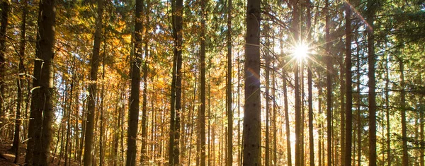 Φθινόπωρο Δάσος Την Ηλιόλουστη Μέρα — Φωτογραφία Αρχείου
