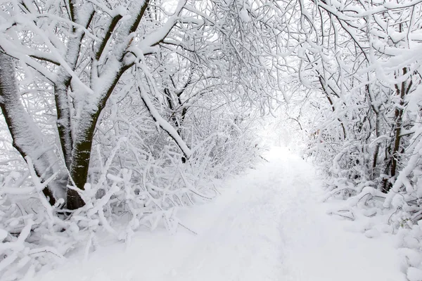 Vackra Vinter Skogen Och Vägen — Stockfoto