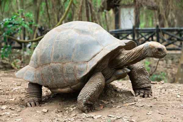 Galapagos Schildpad Een Natuurgebied — Stockfoto