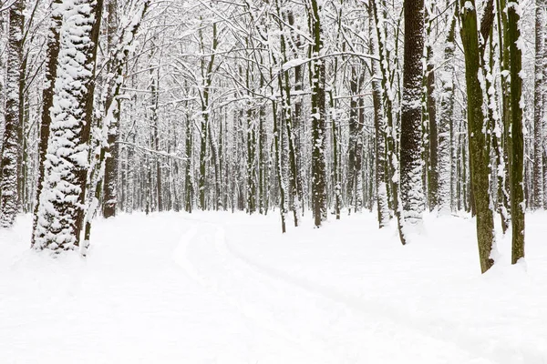 Belle Forêt Hiver Route — Photo