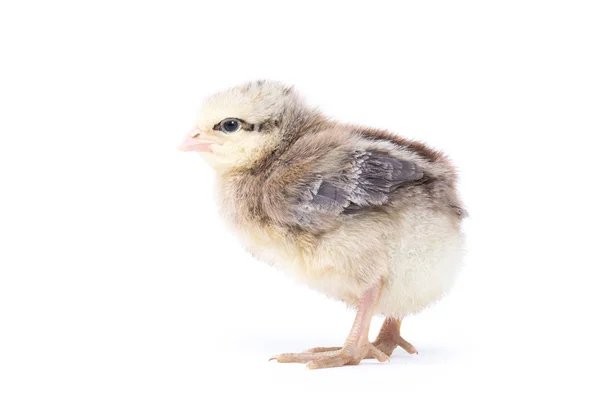 Malé Kuře Izolované Bílém — Stock fotografie