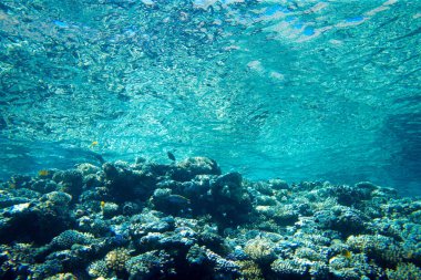 Kopya alanı olan sakin sualtı sahnesi