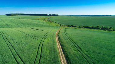 yeşil tarla ve mavi gökyüzü