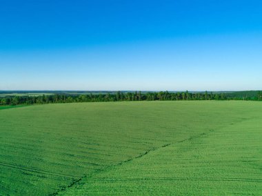yeşil tarla ve mavi gökyüzü