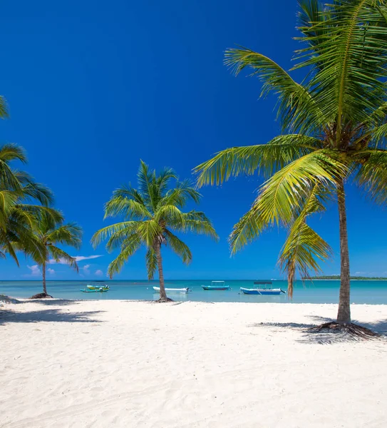 Playa Tropical Con Palmeras Laguna Azul —  Fotos de Stock