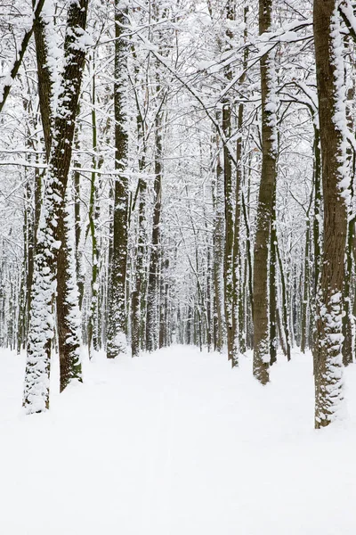 Bela Floresta Inverno Estrada — Fotografia de Stock