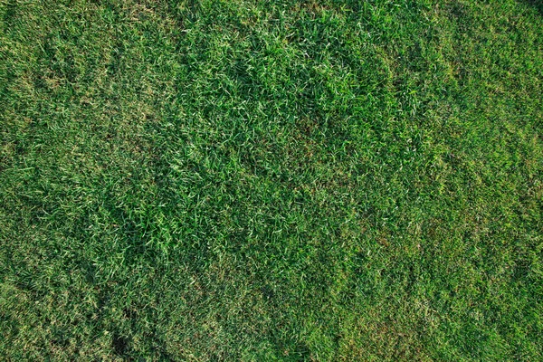 Травяная Текстура Поля — стоковое фото