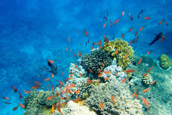 Tranquil Underwater Scene Copy Space — Stock Photo, Image