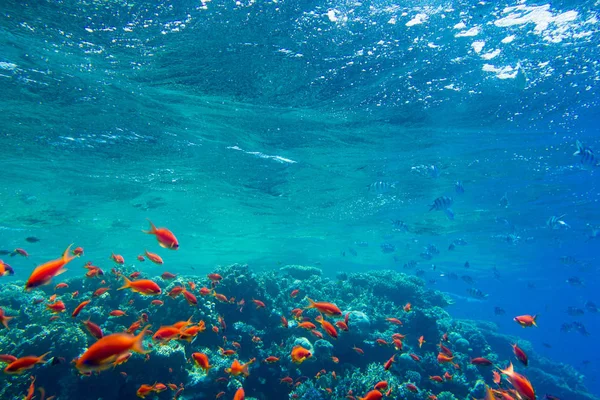 Tranquila Escena Submarina Con Espacio Para Copiar — Foto de Stock