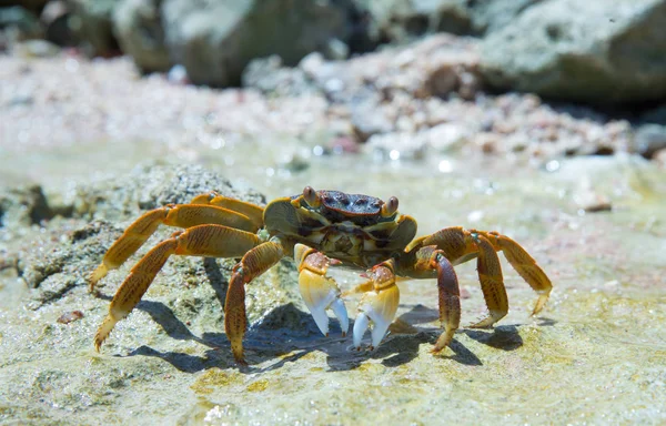 Crab Beach Cropped — Stock Photo, Image