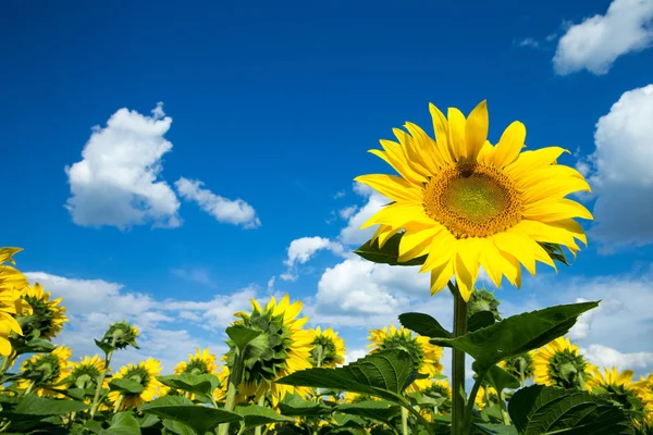 Campo Girasol Con Cielo Azul Nublado — Foto de Stock