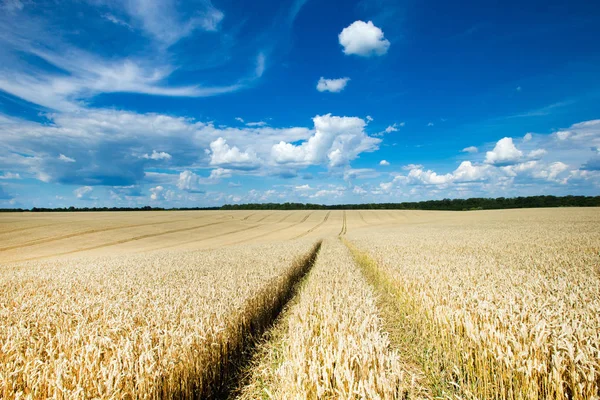 Golden Wheat Field Sunny Day — Stock Photo, Image