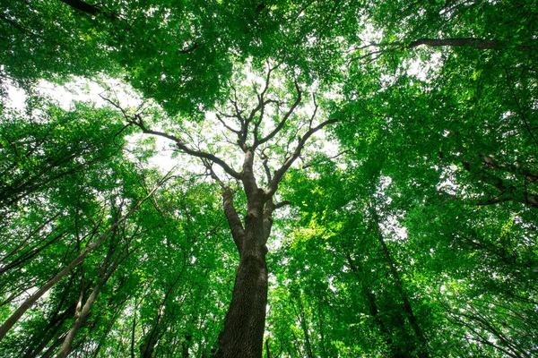 Árboles Forestales Naturaleza Madera Verde Luz Del Sol Fondos — Foto de Stock