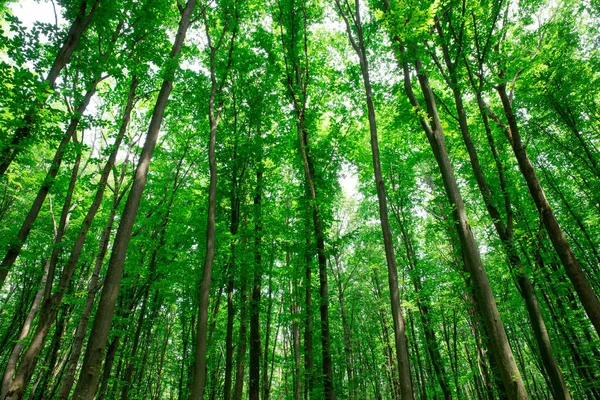 Skogstrær Bakgrunn Fra Naturens Grønne Sollys – stockfoto