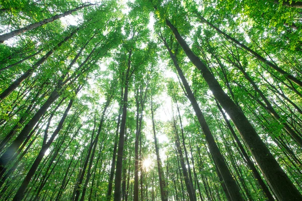 Des Arbres Forestiers Nature Vert Bois Lumière Soleil Milieux — Photo