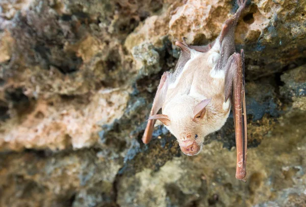 Vampire Bat Sleeping Cave Hanging Ceiling Period — Stock Photo, Image