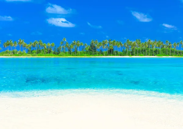 Plage Tropicale Aux Maldives Avec Peu Palmiers Lagune Bleue — Photo