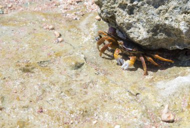 Kumsalda yengeç. Hayvan. Fauna