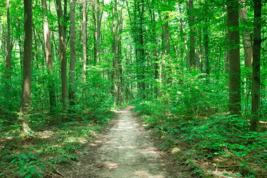 Orman ağaçları. doğa yeşil ahşap güneş ışığı arka planı