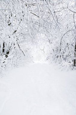 güzel kış orman ve yol