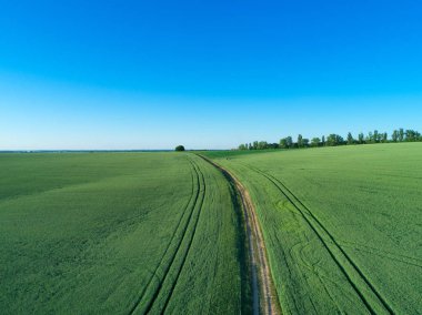 yeşil tarla ve mavi gökyüzü