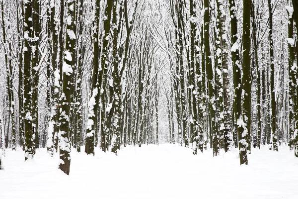 Mooie Winter Forest Weg — Stockfoto