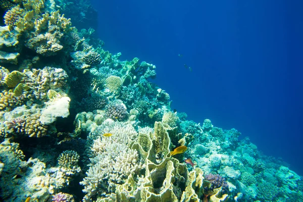 Tranquil Underwater Scene Copy Space — Stock Photo, Image