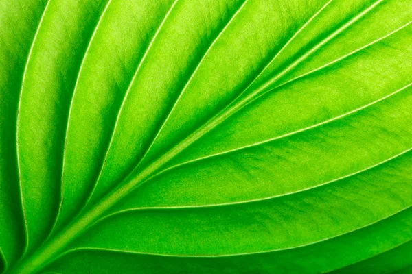 Hoja Verde Como Fondo — Foto de Stock