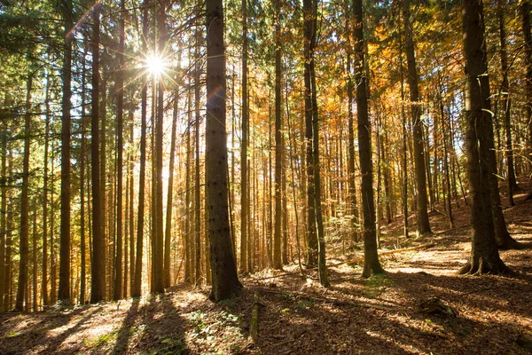 Floresta Outono Dia Ensolarado — Fotografia de Stock