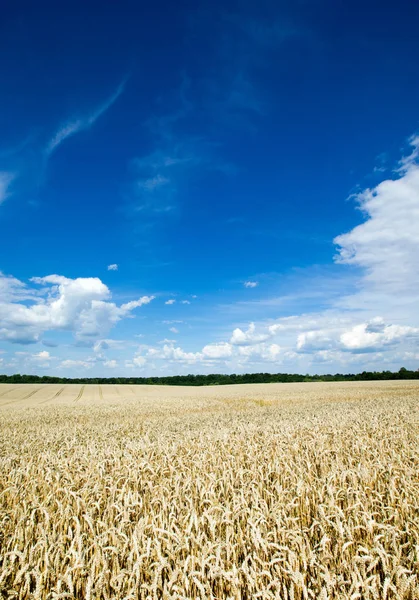 Golden Wheat Field Sunny Day — Stock Photo, Image