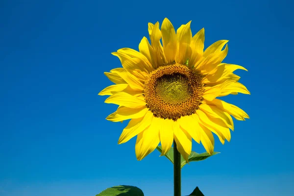 Solrosfält Med Grumlig Blå Himmel — Stockfoto