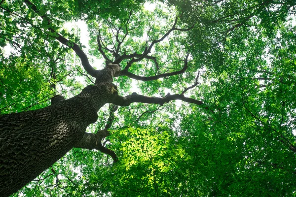 Waldbäume Natur Grün Holz Sonnenlicht Hintergrund — Stockfoto