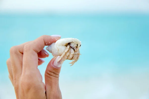 Crab Hand Woman Close — Stock Photo, Image