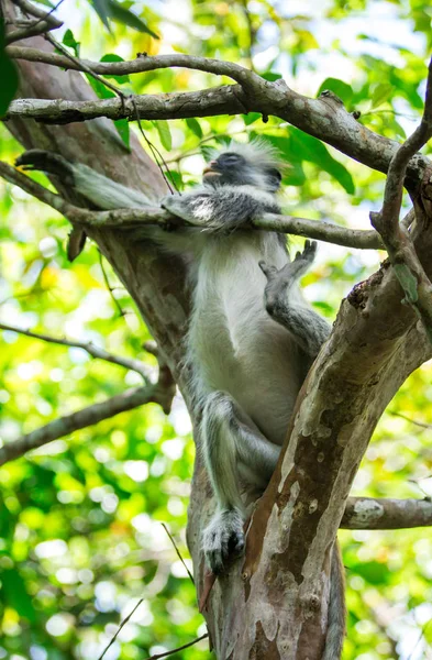 Red Colobus Opice Kirki Piliocolobus Sesazený Dřevo Jozani Forest Zanzibar — Stock fotografie