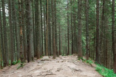 Orman ağaçları. doğa yeşil ahşap güneş ışığı arka planı