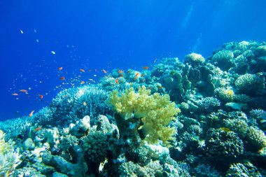 Kopya alanı olan sakin sualtı sahnesi