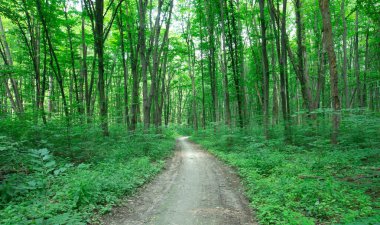 Orman ağaçları. doğa yeşil ahşap güneş ışığı arka planı